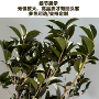 云南手工布置仿真永生花