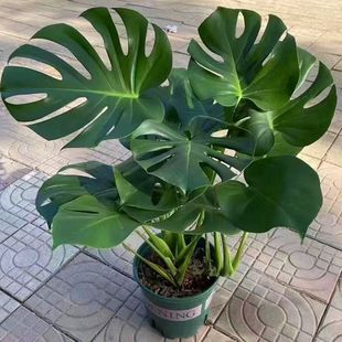 Monstera Large-Leaf Evergreen Flower and Green Plant Potted Plant, Easy to Maintain All Year Round, Purifies the Air, Green Plant Special Offer for Bedroom