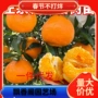 四川盆栽种植正宗树苗