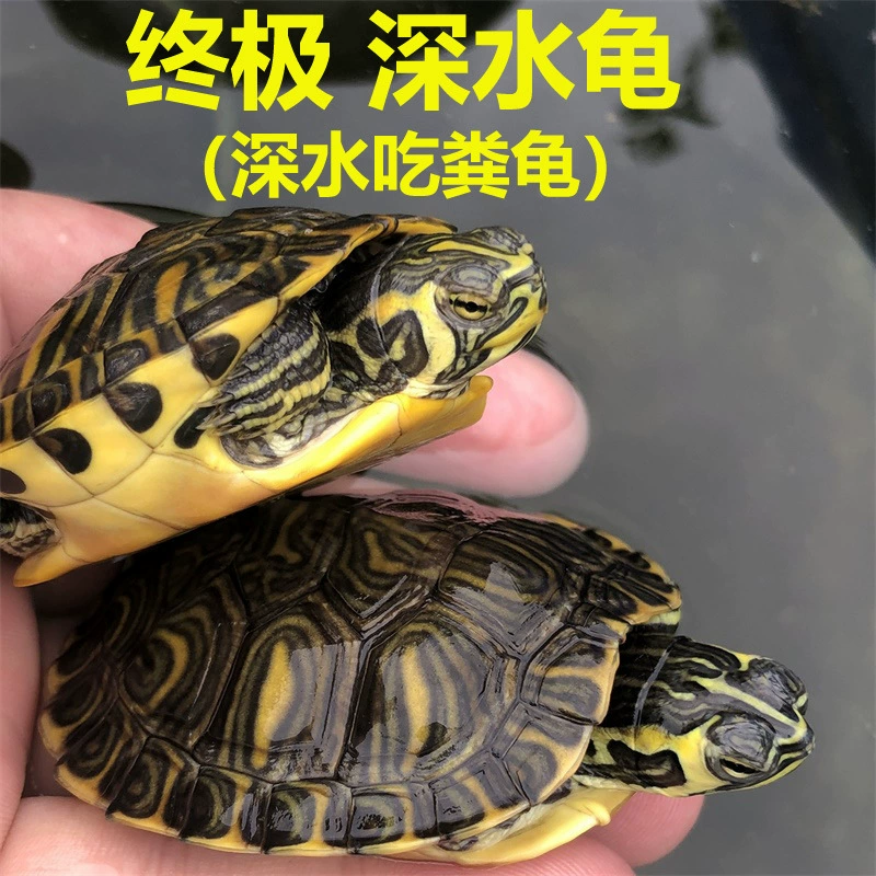 [深水黄耳龟乌龟活物冷水长寿龟家养宠物观赏小乌龟招财吃粪包邮]