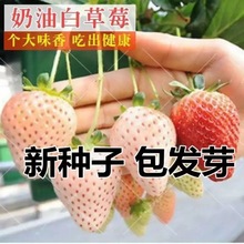 丹東99奶油大草莓種籽四季花種籽子草莓苗種植蔬菜種孑花卉種子