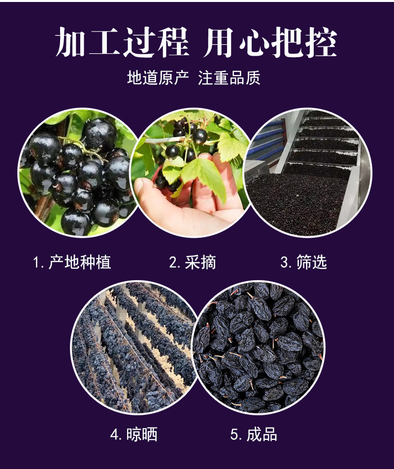 Blackcurrant Dried Raisins (Ribes nigrum) — Seedless Fruit Tea & Snack, 500g in use