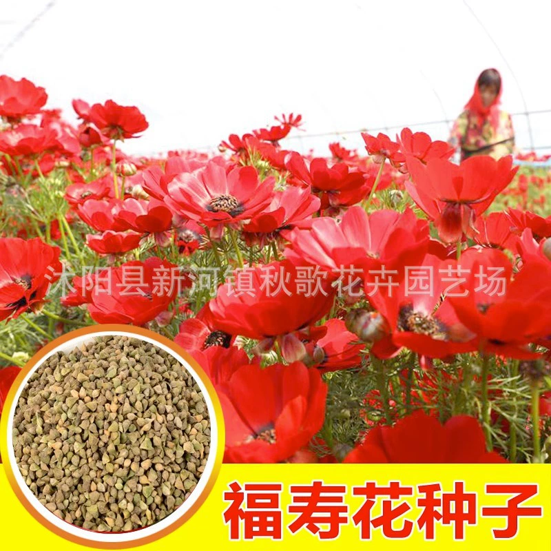 Фушоу семена цветов балкон двор посадка четыре сезона легко сажать цветы семена травы красные цветы Фушоу семена травы