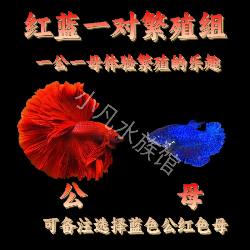 顺丰泰国斗鱼仙女款纯白半月超美网红小型淡水热带冷水观赏鱼好养|undefined