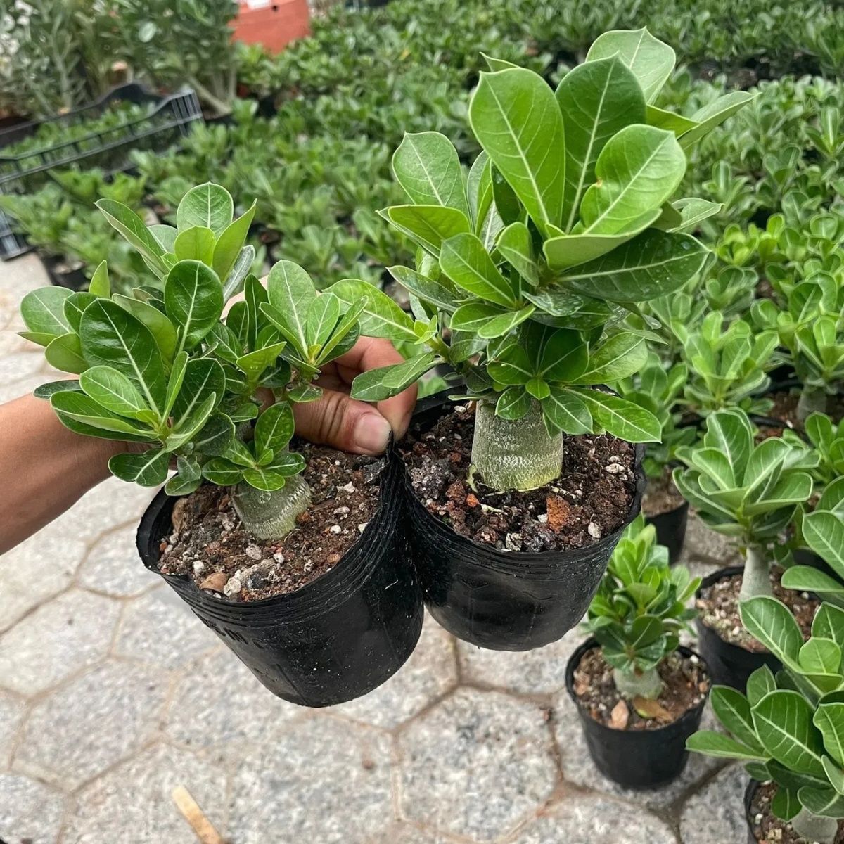 沙漠玫瑰盆栽重瓣四季耐旱好养活南北方栽植易成活