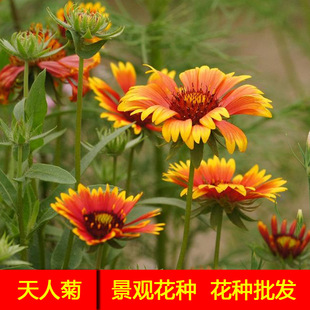 �Ĵ��ﲥ���N�ӻ������l�����̾��^���ݷN�����˾�