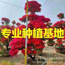 福建造型红花三角梅批发 多色彩色紫色三角梅桩景 五颜六色勒杜鹃