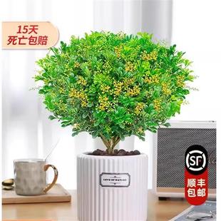 Milan Flower Potted Plant Indoor Blooming All Seasons with Buds, Fragrant and Easy to Care for Bonsai Mosquito-Repelling Green Plant