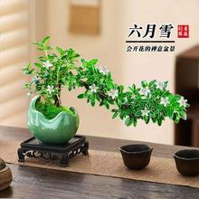 苔藓六月雪月季盆景水培植物造型迷你微景观小型绿植室内桌面