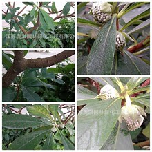 结香种子林木绿化种子打结树黄瑞香家香喜花梦冬花种子高出芽率