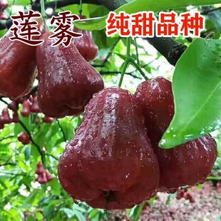 ɏ�F����̨���ڽ������ǰű����Fˮ����ͥԺ�ļ���������Ϸ��Nֲ