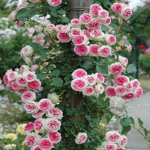 Vine Roses Wholesale in Large Quantities, Rose Seedlings, Climbing Vines, Potted Plants, Balcony Wall Climbing Roses, Vines Blooming in All Seasons