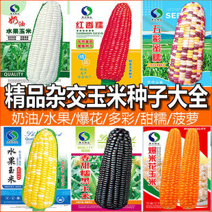 ��Ŵ�߮a���׷N�����lˮ�����׷N�ӏS��ֱ�N��Ŵ�ʱ����ڼt���׷N