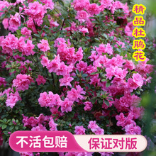 安酷杜鹃花盆栽四季开花阳台庭院植物花园常绿耐热耐寒皋月杜鹃