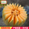 海南爆甜哈密瓜整箱西州蜜小蜜瓜甜瓜大香瓜当季新鲜热带水果|ru