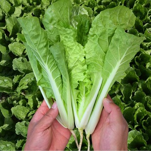 Chinese Cabbage Seeds, Four-Season Cabbage Seedlings, Spring, Autumn and Winter Green Vegetable Seeds, Balcony Vegetable Planting