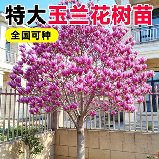 ���m������޽��ϰ��S���m������ͥԺ���������ϱ����ͺ��㾰�^��