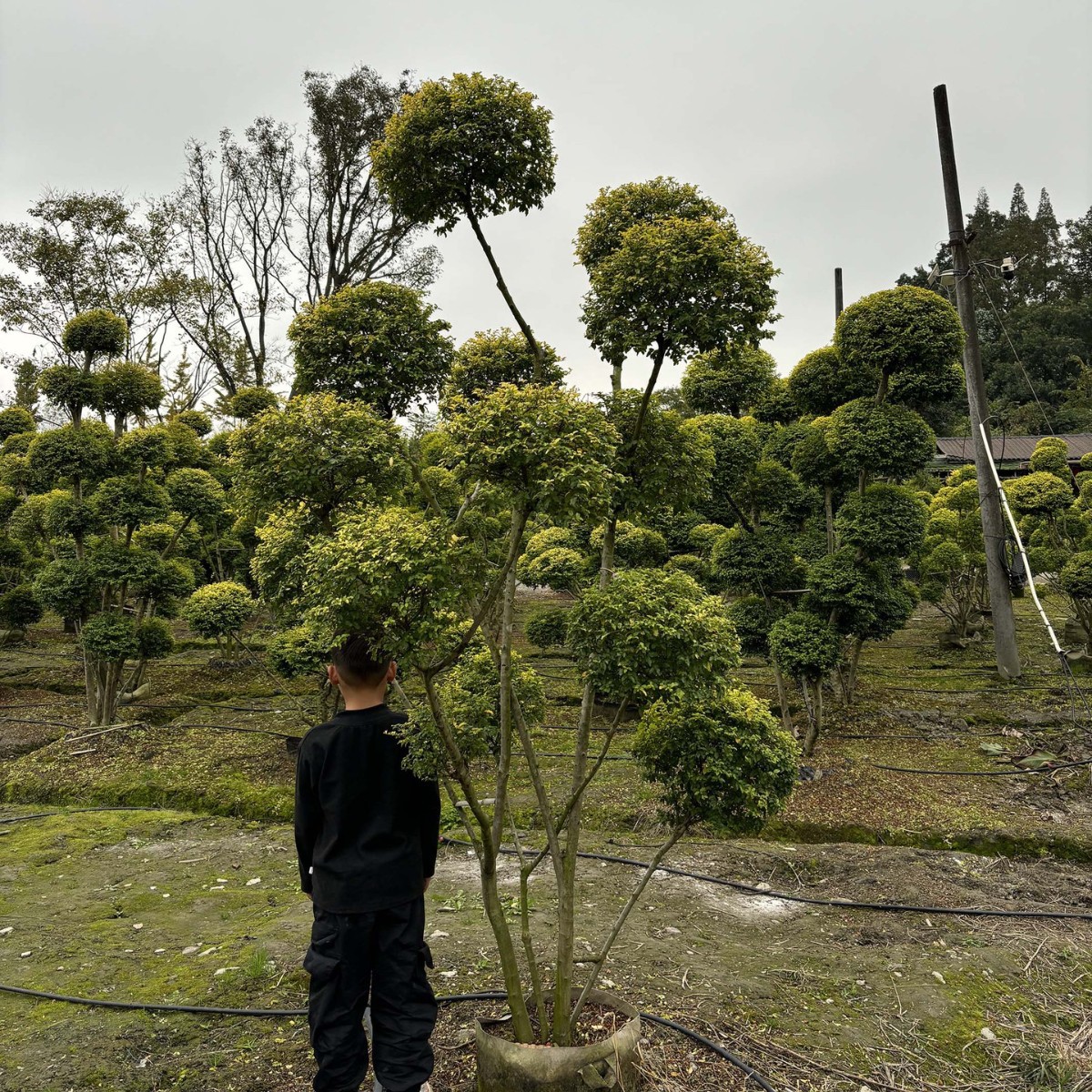 基地供应造型亮晶女贞 亮晶女贞造型树 工程苗木基地直销亮晶女贞