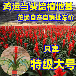 Lucky Head Potted Small Red Star with Red Flowers Indoor Living Room Large Green Plant Pineapple Office Four-Season Florals