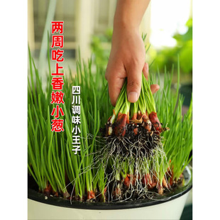 �ļ��[�NС���[�N�ӷN�����[�^���ڼt�[���[С�[�V�|�������[�^�N