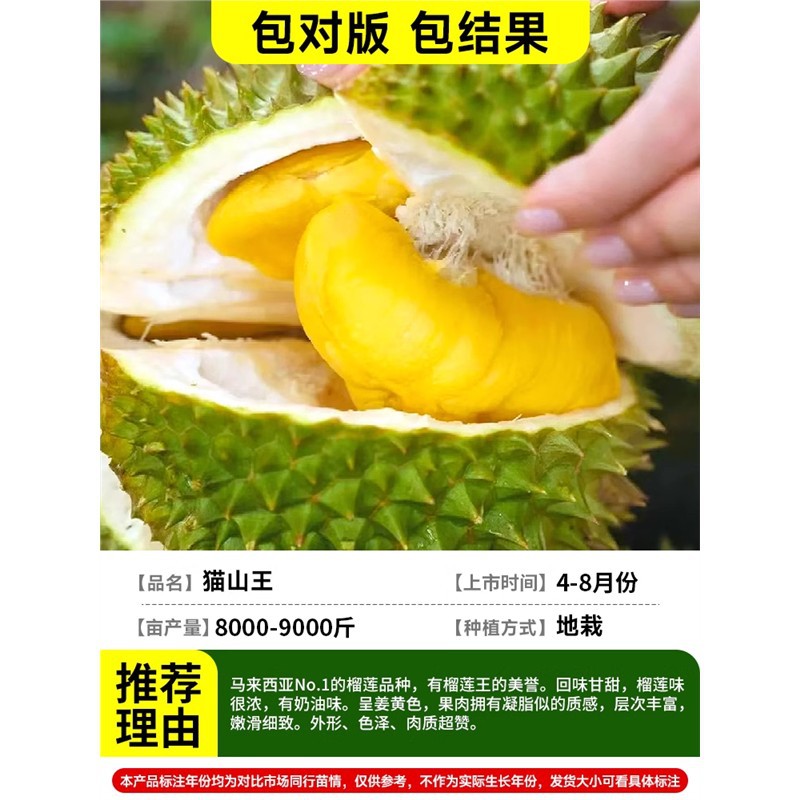 [가짜 하나에 10개] 두꺼운 1.3-1.7cm 태국 황금베개 두리안/가방 결과 +81cm(포함)-110cm(포함)