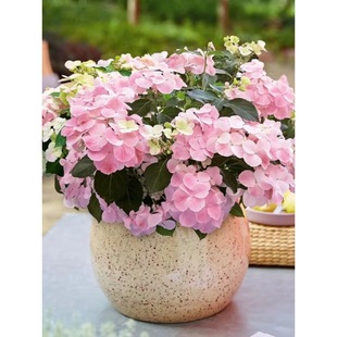 һ�����l�������ｑ���Ϙ����������ٽ���ߙn�M��Ʒ�N��ɫ