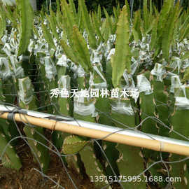 青皮红心火龙果苗盆栽台湾青龙庭院阳台南方北方种果树苗当年结果