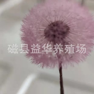 �S�ҬF؛����޹�²����ѹ�Ӣ������ ��Y�廨�b�diy���z����