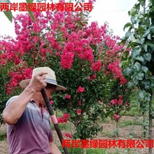 批发紫薇树苗 红叶紫薇花苗 丛生三红百日红紫薇 红火球 价格优