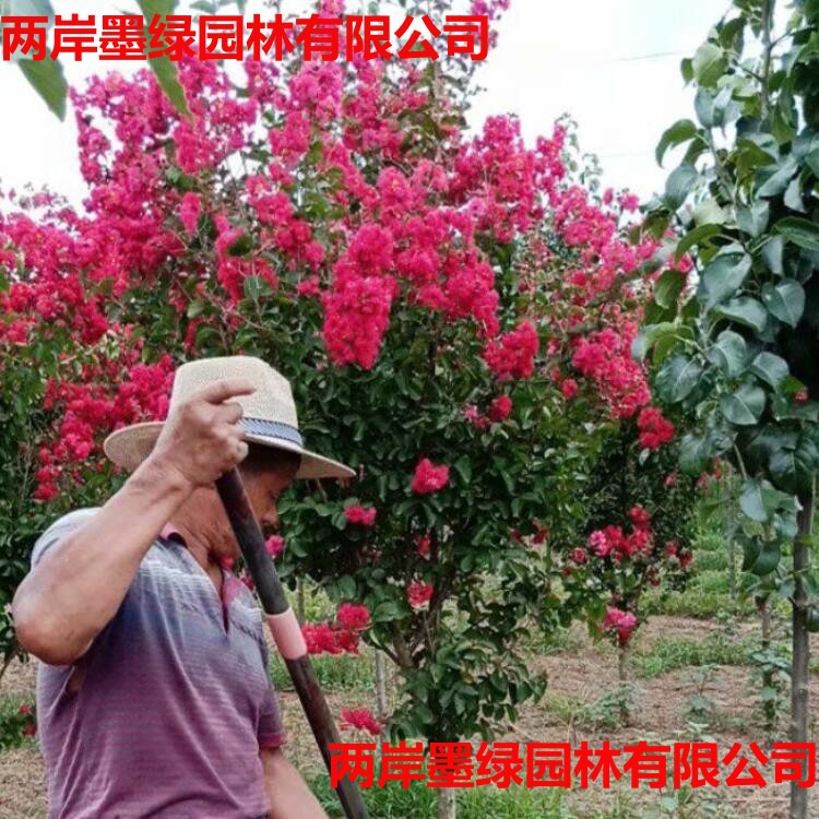 批发紫薇树苗 红叶紫薇花苗 丛生三红百日红紫薇 红火球 价格优