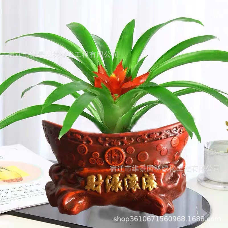 鸿运当头盆栽植物室内客厅花卉四季好养水培大绿植小红星凤梨包邮-阿里巴巴