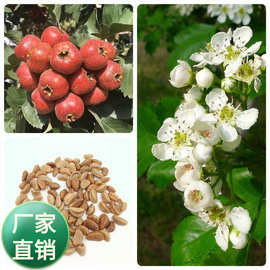 山楂种子四季多年生果树种子山里红种子蔬菜水果种子批发分装