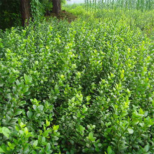 Supply of Arborvitae Seedlings, Cold-Resistant and Heat-Resistant Arborvitae Seedlings, Ground-Planted Bonsai, Courtyard Landscape Green Plants, Greening Projects