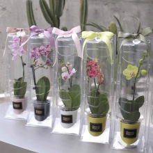 蝴蝶兰包装盒高端花卉吸塑泡罩盒绿植盆栽运输专用保护罩空盒定制