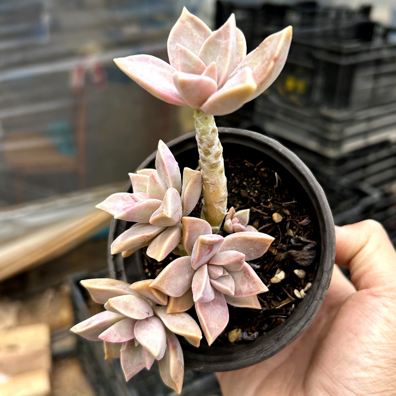 첫사랑, 전체 높이 10cm+