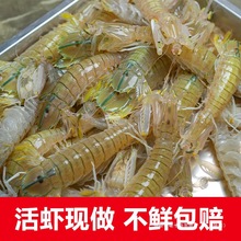 大号皮皮虾鲜活捕捞超大特大虾爬子濑尿虾虾姑北海特产海鲜中国