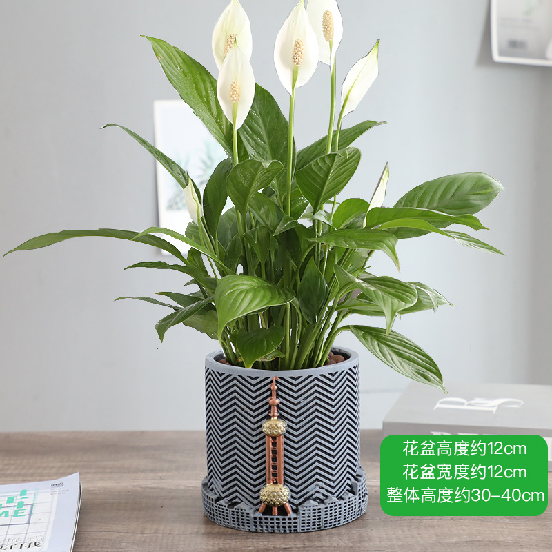 특급 부드러운 항해 화이트 팜 + 동방명주 세라믹 세면대