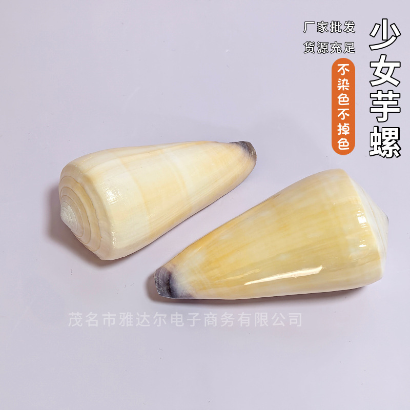 Natural Conch Shell Purple Girl Taro Snail Rare Collection Specimen Fish Tank Landscape Aquarium Home Popular Science