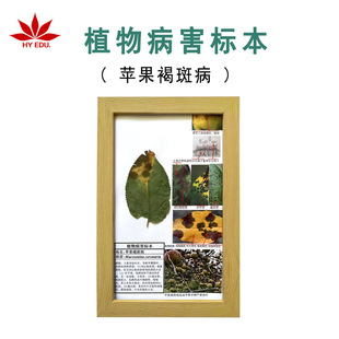 Plant Pest and Disease Specimens Apple Brown Spot Plant Pathology Teaching Specimens