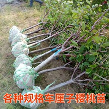 车厘子树苗特大樱桃树带土球地栽庭院盆栽南方北方种植樱桃苗果树