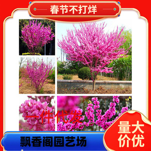 ���G���������G����M�l�tͥԺ�_��ֲ�ﻨ�ܾG��������ľ���G����