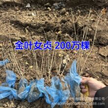 金叶女贞绿篱树苗金叶女贞基地价格黄叶女贞黄金水蜡苗金叶女贞球