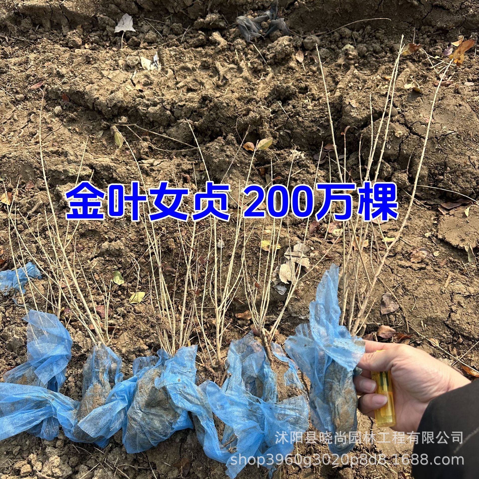 金叶女贞绿篱树苗金叶女贞基地价格黄叶女贞黄金水蜡苗金叶女贞球