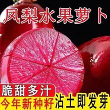 批发凤梨水果萝卜种子紫丹红皮红心甜脆阳台盆栽庭院四季秋季蔬菜