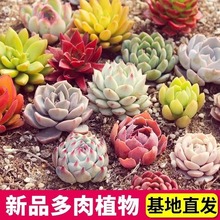 大颗肉肉植物好养绿植组合套餐花盆栽室内花卉盆栽含盆土老桩多肉