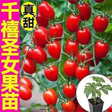 ����ǧ���}Ů�����������ڱ���ƤС���ѷN���ļ��̨�����߲���