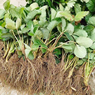 Four Seasons Strawberry Seedlings, Cream Red Strawberry Seedlings, Strawberry Potted Plants Planted in Greenhouses, Cream Grass That Bears Fruit in the Same Year