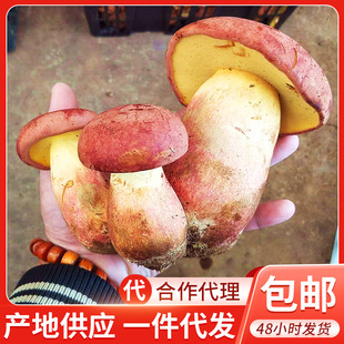 ����خa�t�[���r؛ ���r�Sţ�ξ� Ҋ���� ʳ���r�aƷĢ��2����]