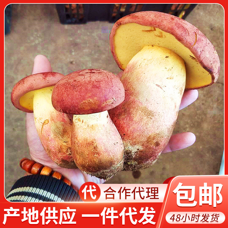 云南特产红葱菌鲜货 新鲜黄牛肝菌 见手青 食用农产品蘑菇2斤包邮