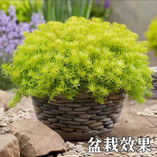 黄金佛甲草盆栽阳台庭院草坪露天地栽耐寒耐热黄金多肉易爆盆懒人